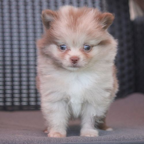 Spitz allemand male #1