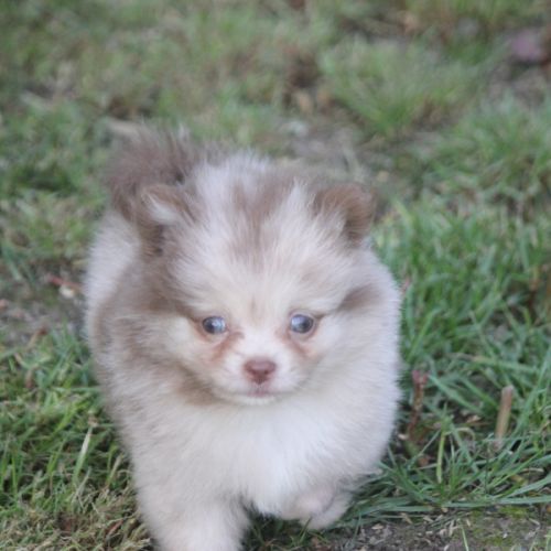 Spitz allemand male #2