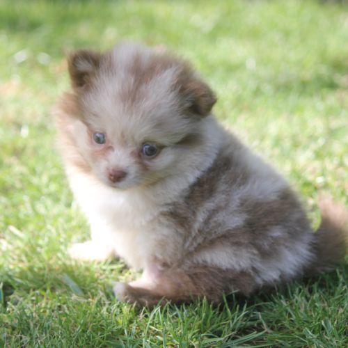 Spitz allemand male