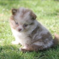 Spitz allemand male #0