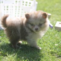 Spitz allemand male #4