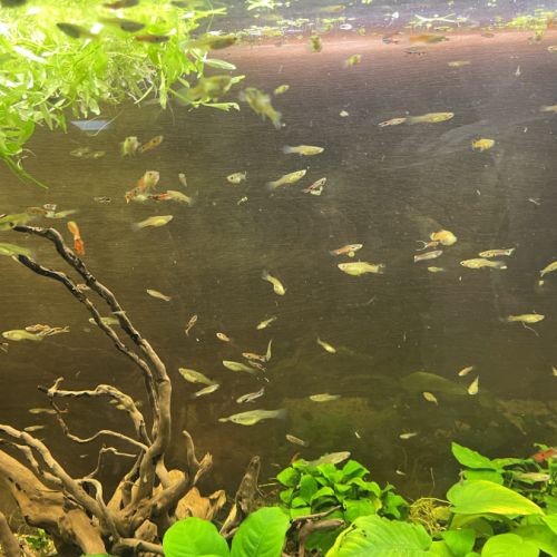 Guppy et crevette pour aquarium #2