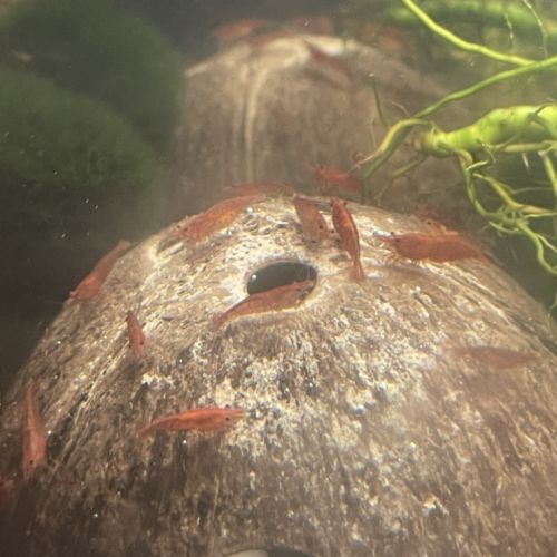 Guppy et crevette pour aquarium
