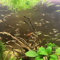 Guppy et crevette pour aquarium #1