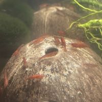 Guppy et crevette pour aquarium #0