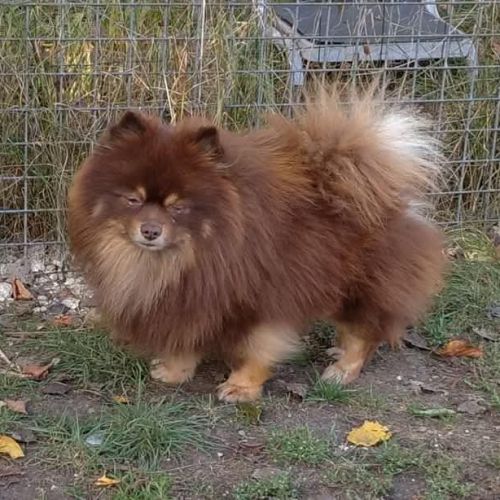 Chiots mâles spitz à réserver #0