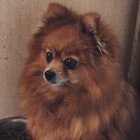Chiots mâles spitz à réserver #2