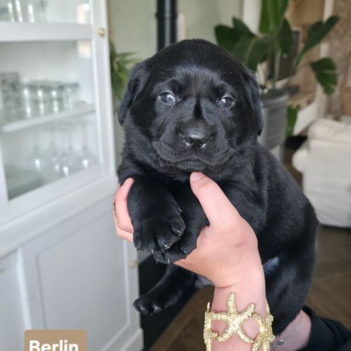 Chiots labrador noirs lof #0