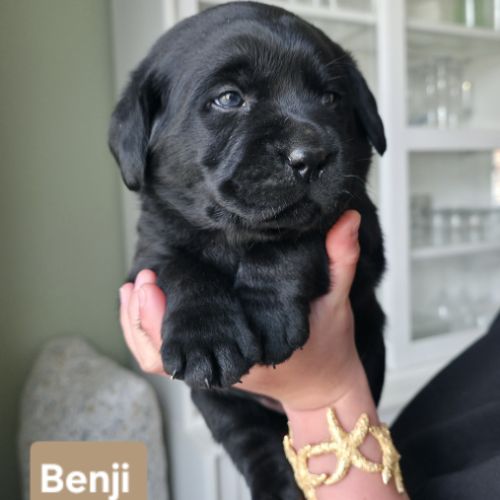 Chiots labrador noirs lof #2