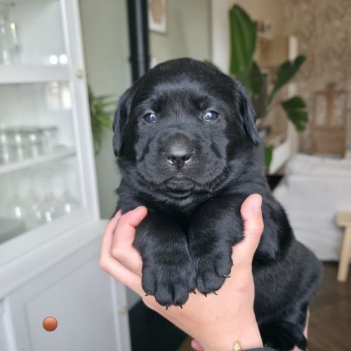Chiots labrador noirs lof #3