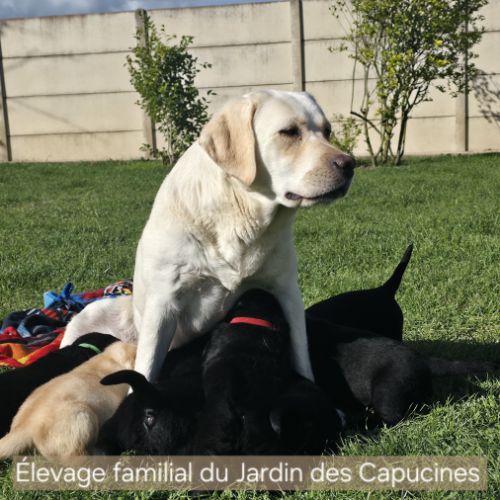 Chiots labrador noirs lof #4