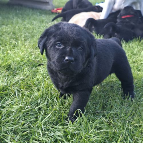 Chiots labrador noirs lof #5