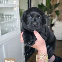 Chiots labrador noirs lof
