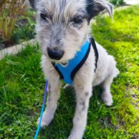 Romachka se trouve dans un refuge en ukraine
