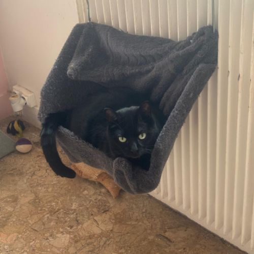 Amarris se trouve en famille d'accueil dans le 94 #2