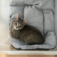 Elba se trouve en famille d'accueil dans le 94