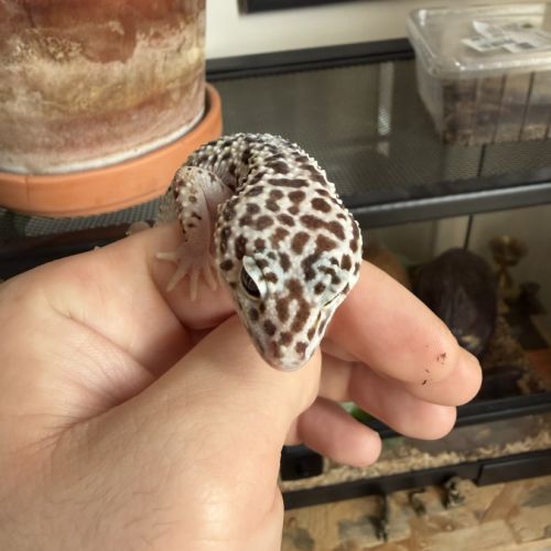 Don gecko léopard + vente petit équipement