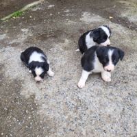 Chiots border collie