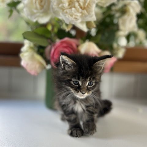 Chatons maine coon loof #3