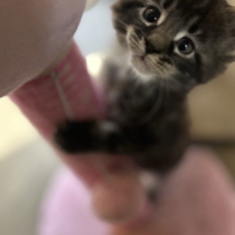 Chatons maine coon loof #4