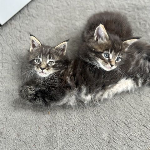 Chatons maine coon loof #5