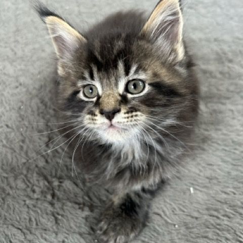 Chatons maine coon loof #0