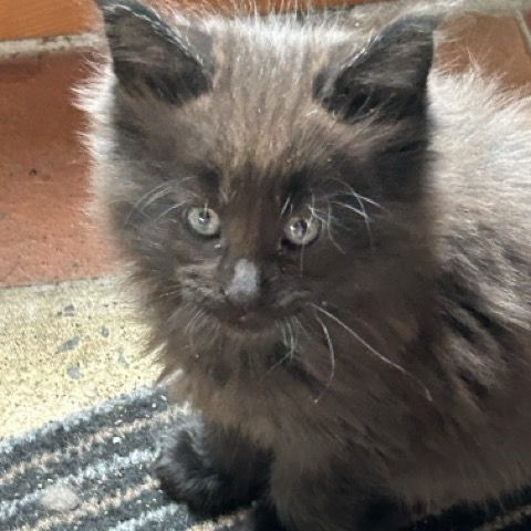 Chatons maine coon loof #7