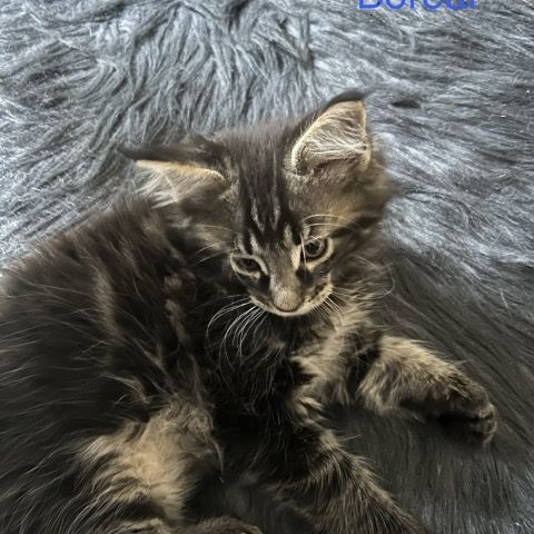 Chatons maine coon loof #3