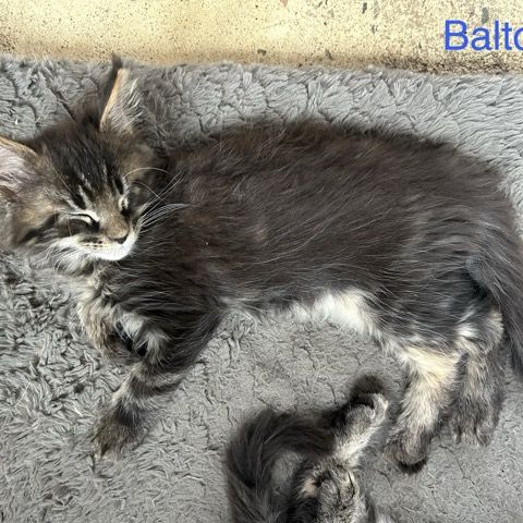 Chatons maine coon loof #4