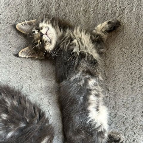 Chatons maine coon loof #6