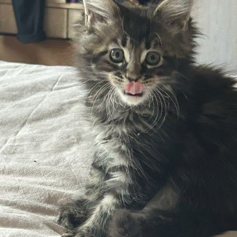 Chatons maine coon loof