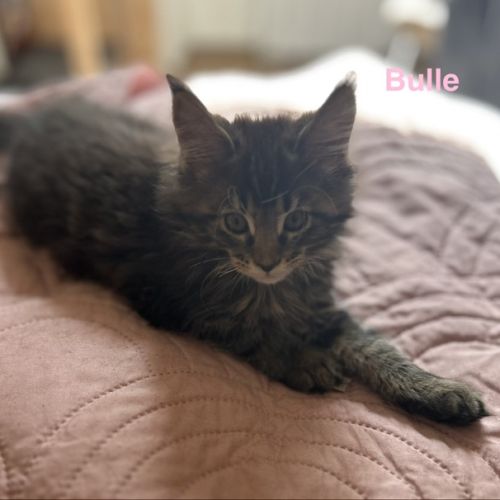 Chatons maine coon loof #9