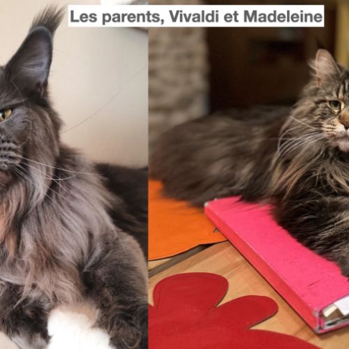 Chatons maine coon loof #8