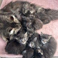 Chatons maine coon loof #1