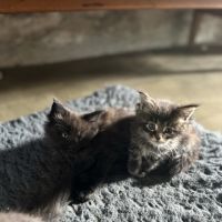 Chatons maine coon loof #2