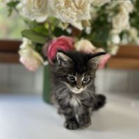 Chatons maine coon loof #3