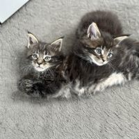 Chatons maine coon loof #5
