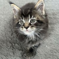 Chatons maine coon loof