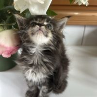 Chatons maine coon loof #1