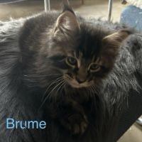 Chatons maine coon loof #2