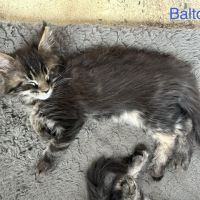 Chatons maine coon loof #4