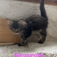 Chatons maine coon loof #5