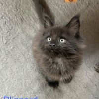 Chatons maine coon loof #7