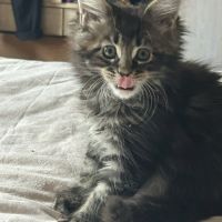 Chatons maine coon loof