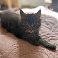 Chatons maine coon loof #9
