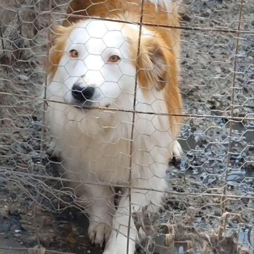 Marley, joueur et câlin, à l'adoption