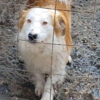 Marley, joueur et câlin, à l'adoption