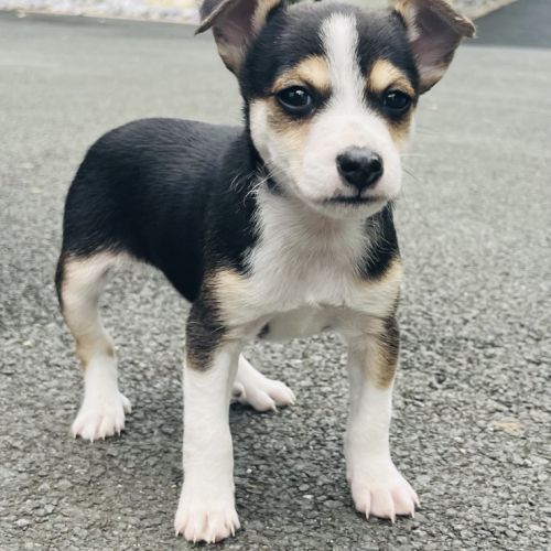 Superbe chiot ratier type ratier de prague