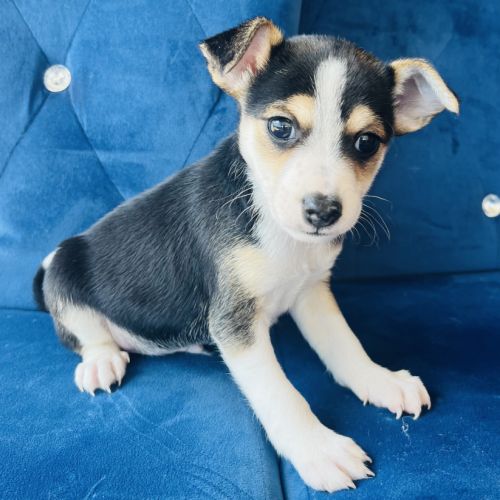 Superbe chiot ratier type ratier de prague #2