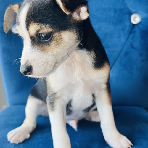 Superbe chiot ratier type ratier de prague #4